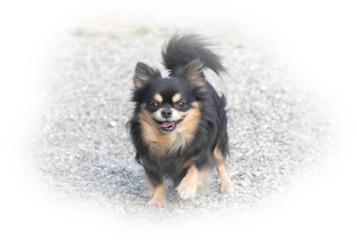 犬の画像