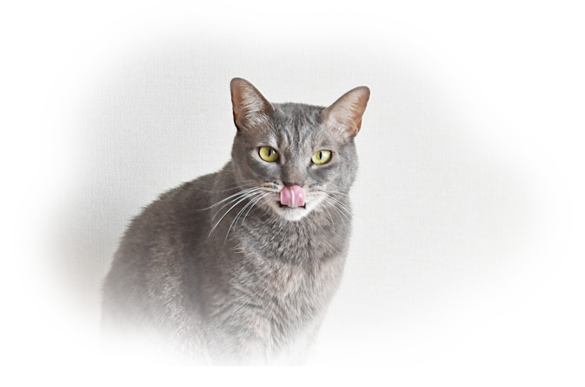 猫の画像