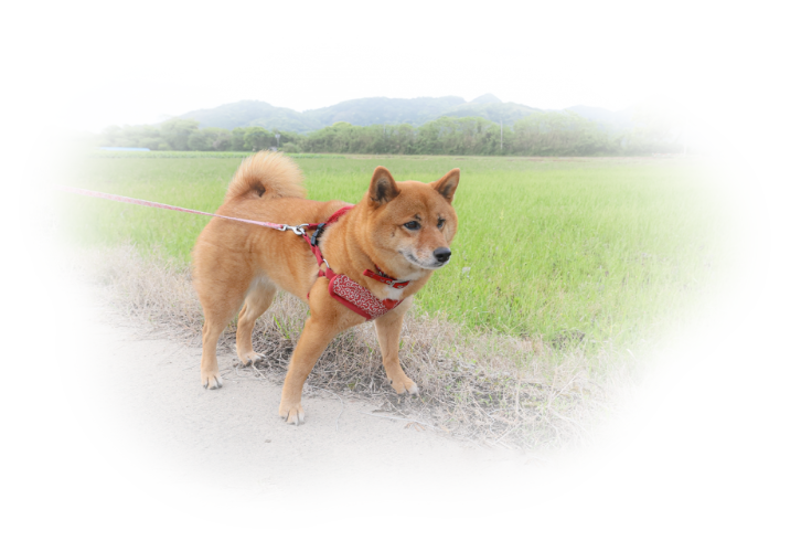 犬の画像