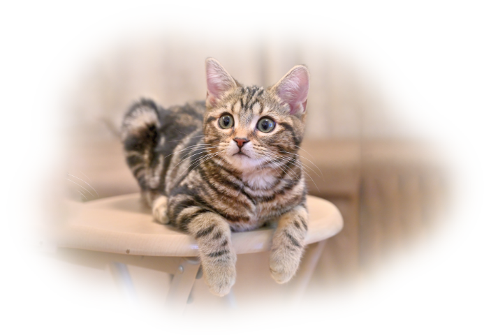 猫の画像