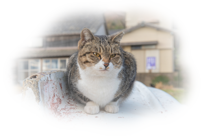 猫の画像