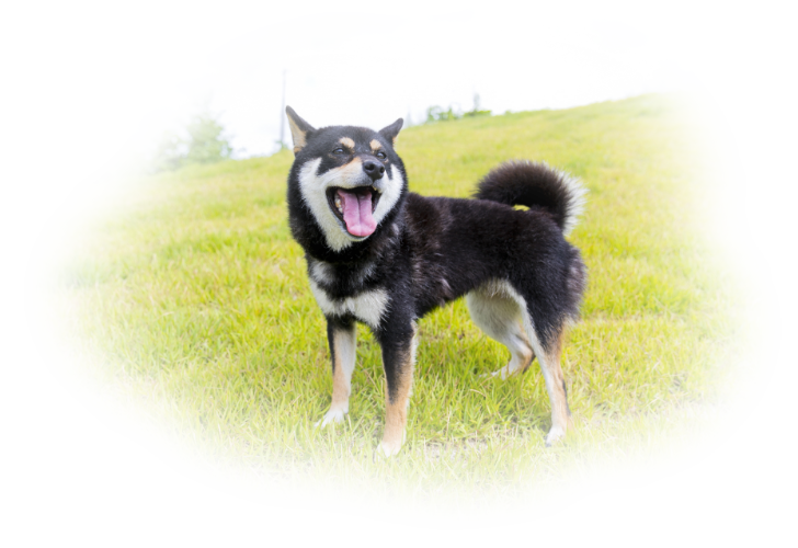 犬の画像