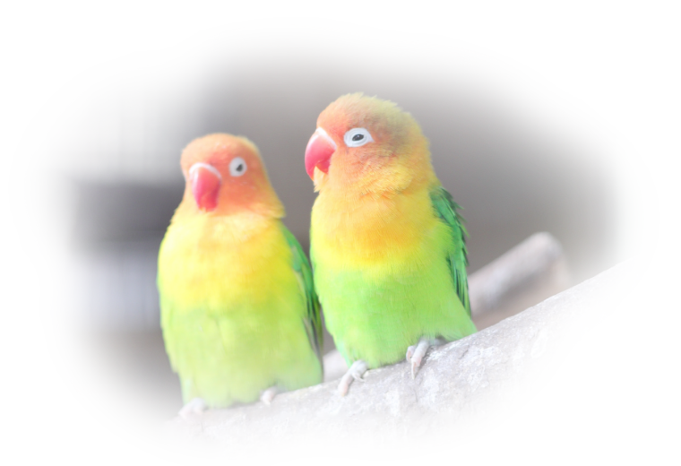 インコの画像