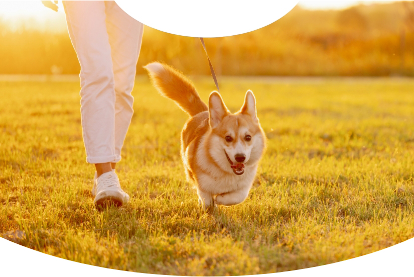 愛犬との散歩